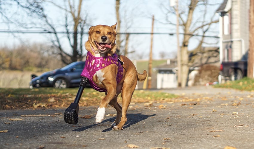 3D pets can help dogs get back on their feet with just a 3D printer and a smartphone