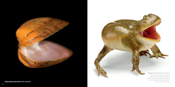 National Geographic The Photo Ark: One Man's Quest to Document the World's Animals - Image 4