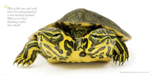 National Geographic The Photo Ark: One Man's Quest to Document the World's Animals - Image 7