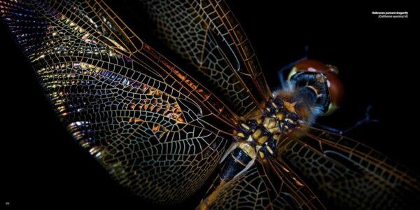 National Geographic The Photo Ark: One Man's Quest to Document the World's Animals - Image 11